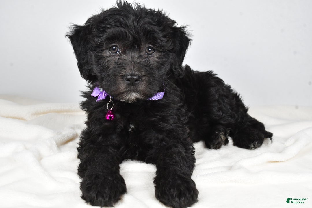 Newfypoo dogs for sale: Holly f one b - Ad 1