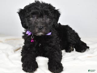 Newfypoo dogs Holly f one b - Ad 5