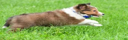 Shetland Sheepdog dogs for sale: Kevin - Ad 14