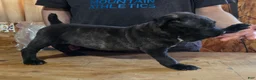 Mixed Breed dogs for sale: Hawks Bud - Ad 3