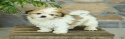 Teddy Bear dogs for sale: Tonya - Ad 1