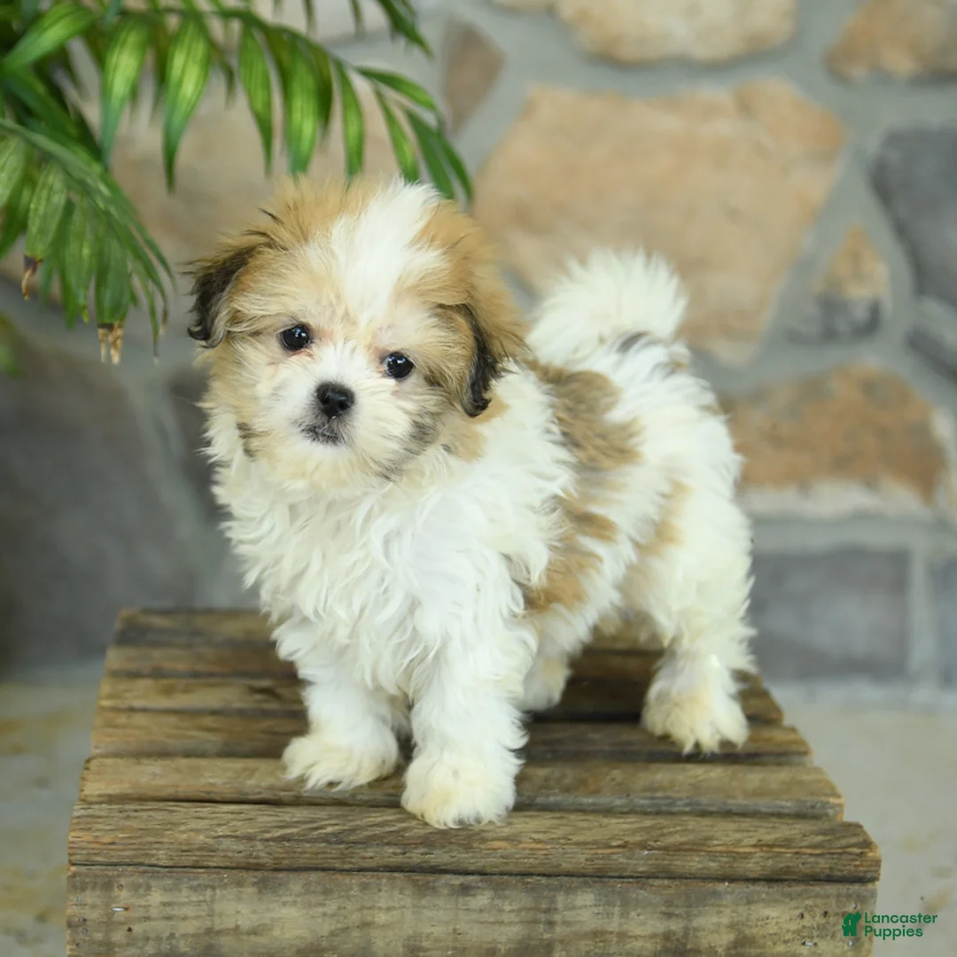 Teddy Bear dogs for sale: Tonya - Ad 1