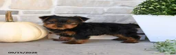 Yorkshire Terrier dogs for sale: Snickers - Ad 3