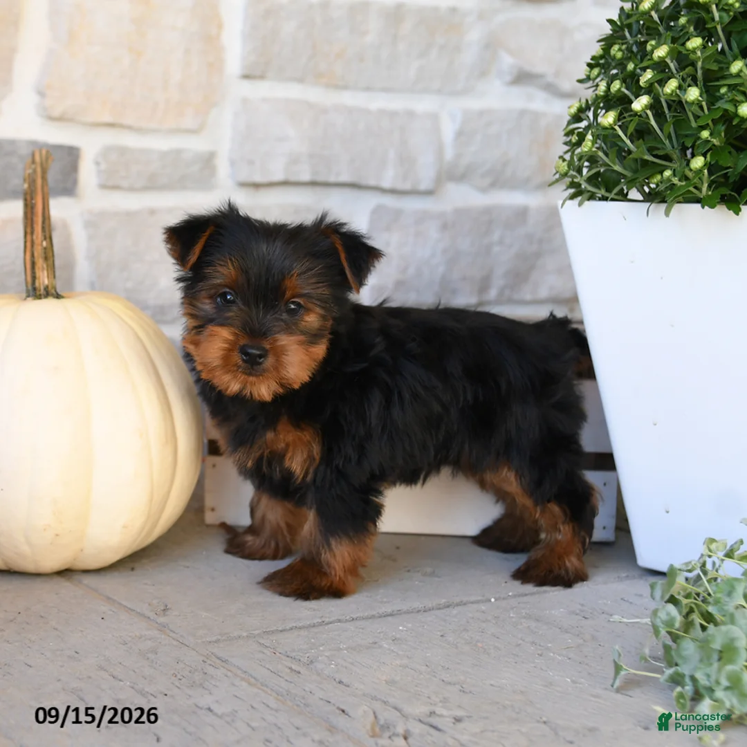 Yorkshire Terrier dogs for sale: Snickers - Ad 3