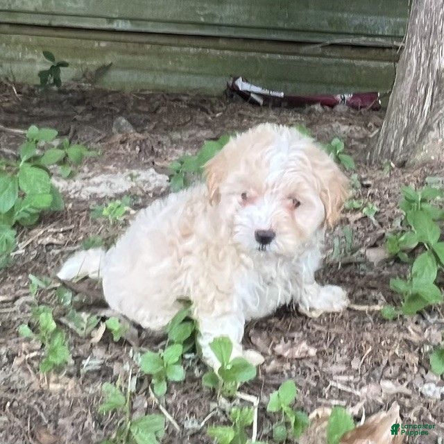 Maltipoo dogs Maltipoo 2 - Ad 7