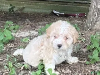 Maltipoo dogs Maltipoo 2 - Ad 7