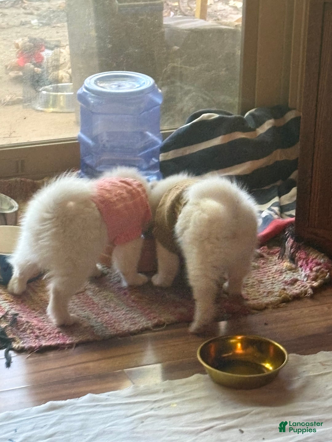 American Eskimo dogs for sale: Annie - Ad 5