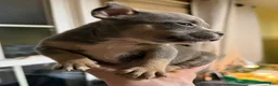 American Bully dogs for sale: Big Mac - Ad 4