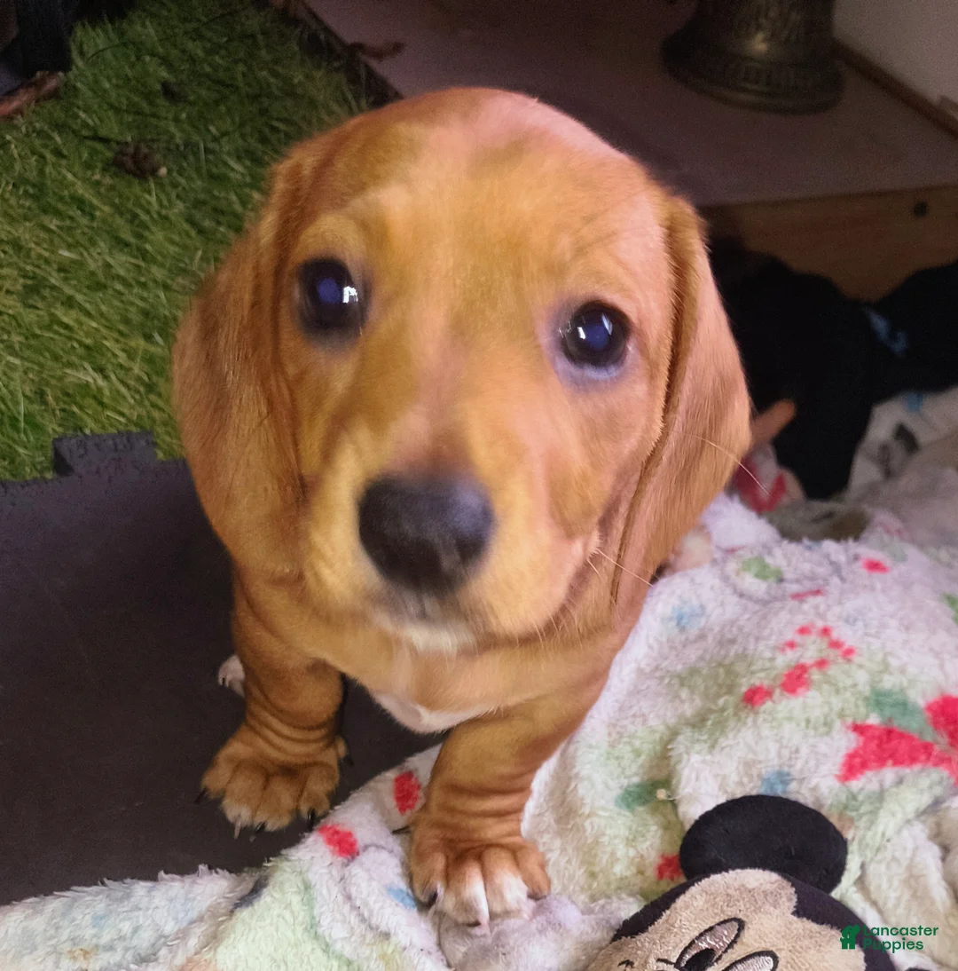 Miniature Dachshund dogs for sale: Frankie - Ad 1