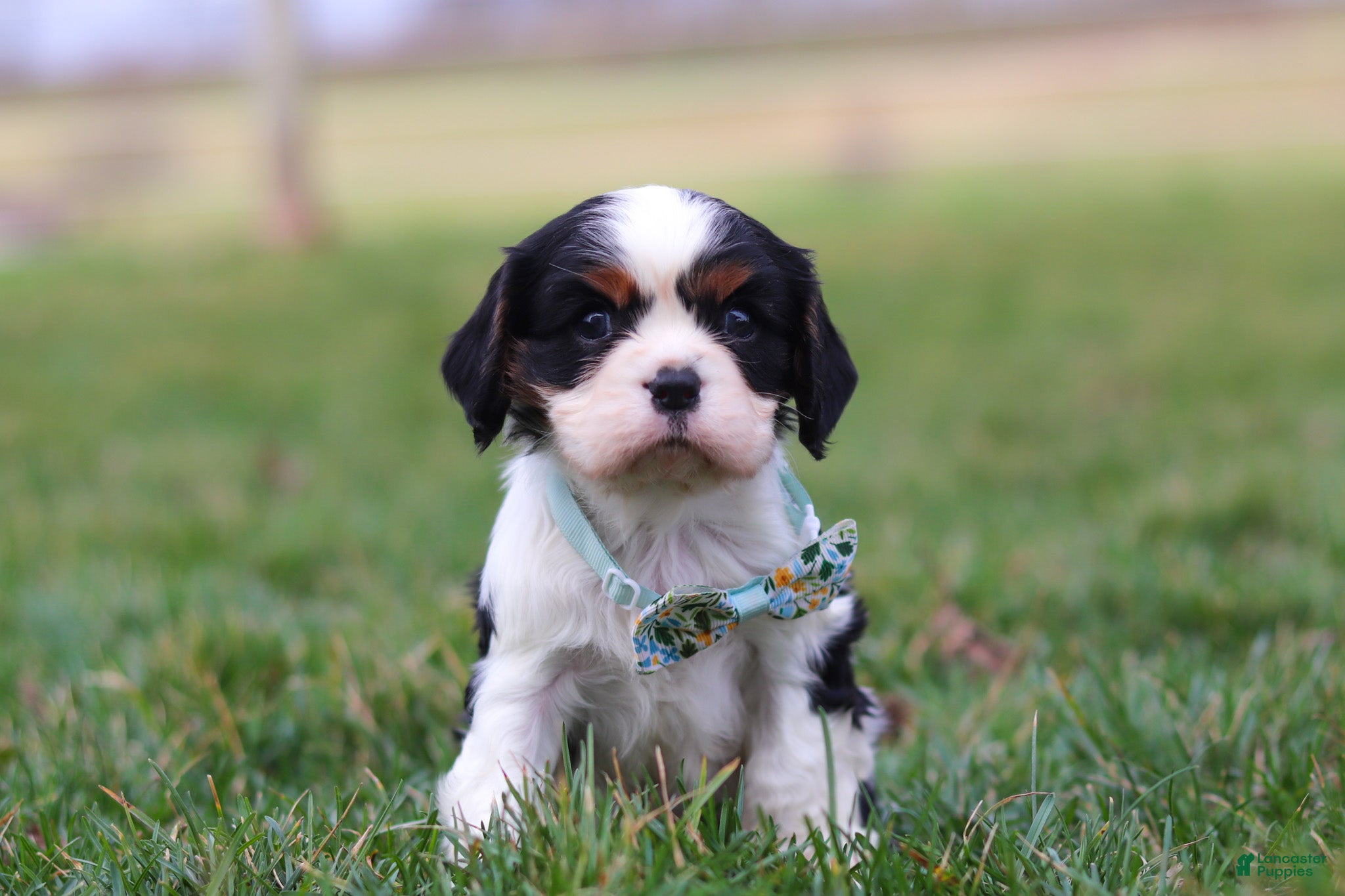 Cavalier King Charles Spaniel dogs Finn - Ad 1