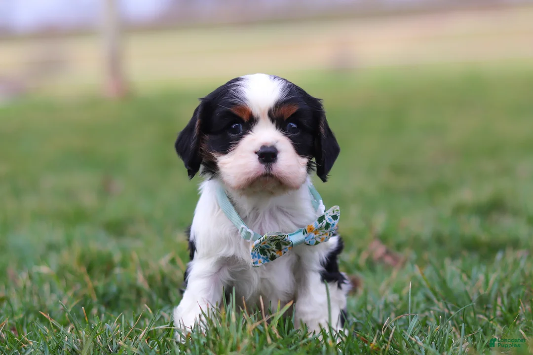Cavalier King Charles Spaniel dogs for sale: Finn - Ad 1