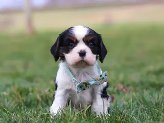 Cavalier King Charles Spaniel dogs for sale: Finn - Ad 1