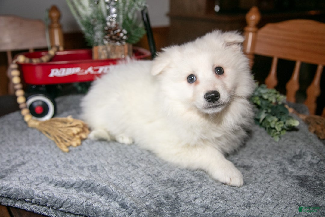 American Eskimo dogs for sale: Sugar - Ad 1
