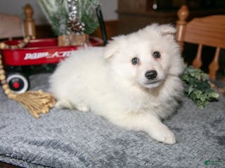 American Eskimo dogs Sugar - Ad 1