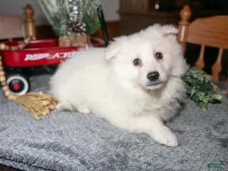 American Eskimo dogs Sugar - Ad 6