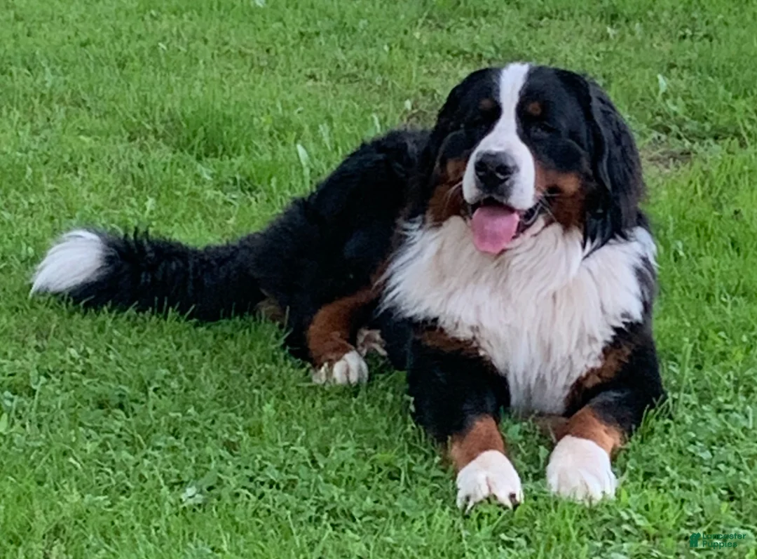 Bernese Mountain Dog dogs for sale: Bernese Mountain Dog Puppy 1 - Ad 2