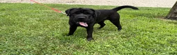 Mini Hippo dogs for sale: Ina - Ad 4