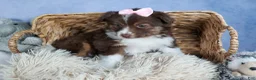 Miniature Australian Shepherd dogs for sale: ELLIE - Ad 4