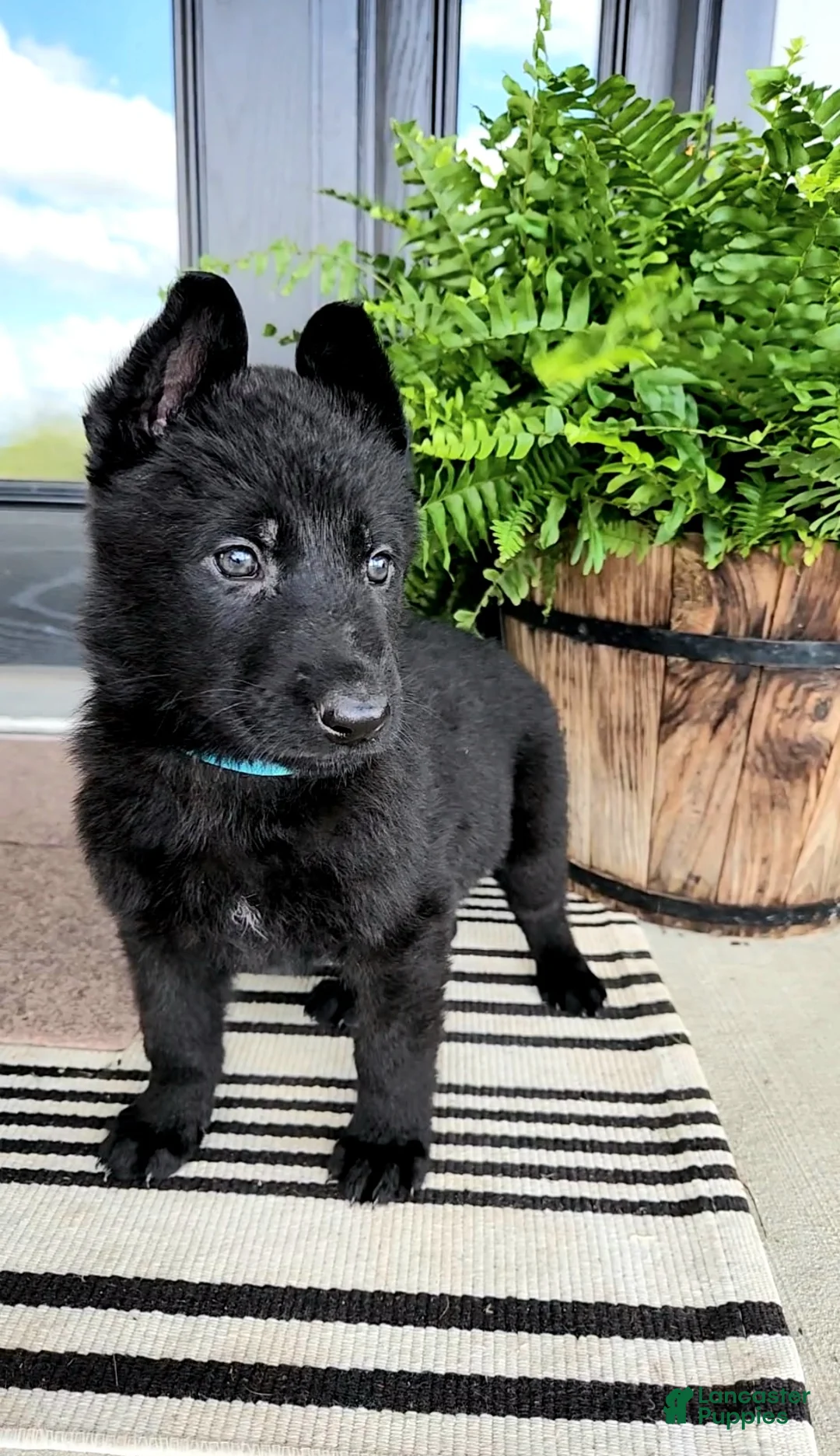 German Shepherd dogs for sale: River - Ad 1