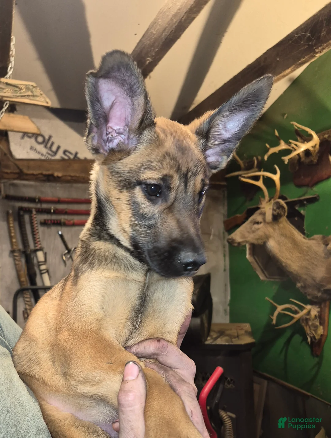 Mixed Breed dogs for sale: Mixed Breed Puppy 4 - Ad 1