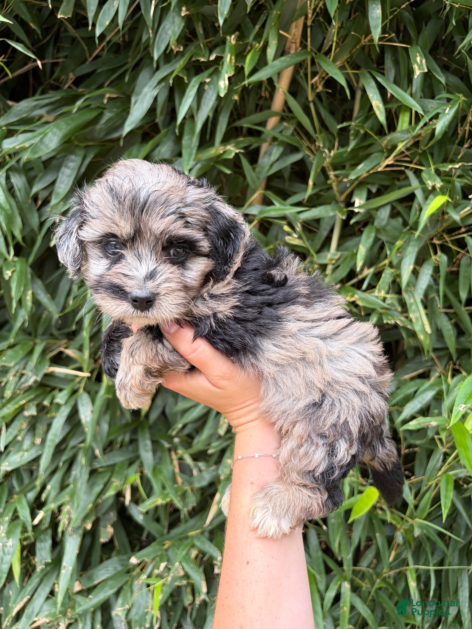 Mixed Breed dogs Mixed Breed 3 - Ad 41