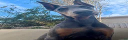 Doberman Pinscher dogs for sale: Trained blue pup - Ad 4
