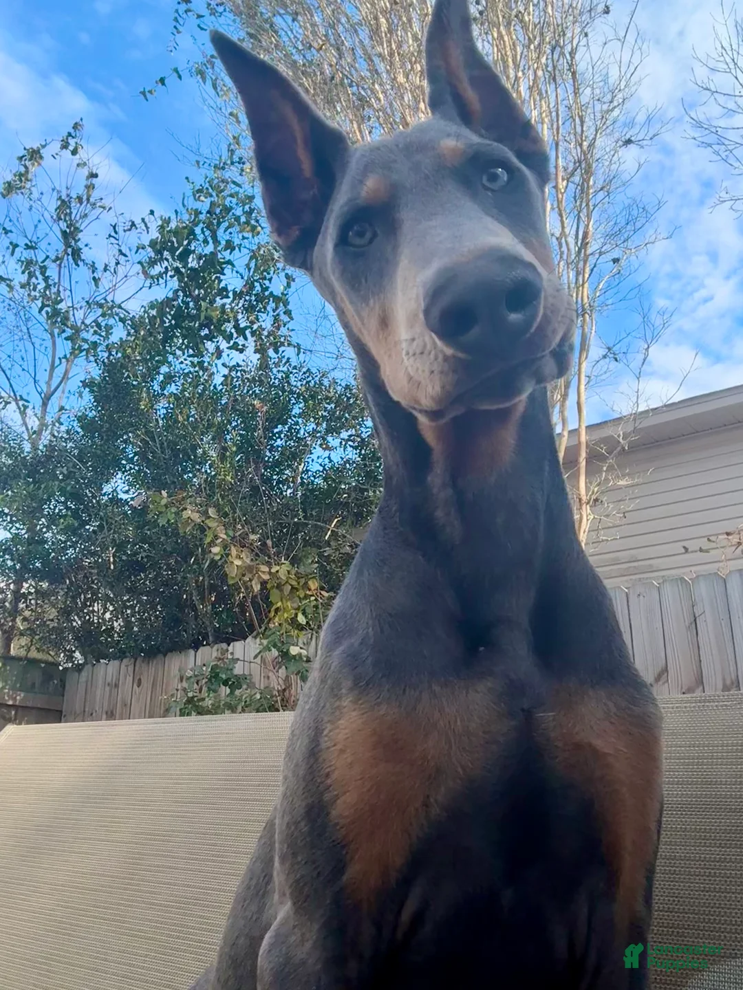 Doberman Pinscher dogs for sale: Trained blue pup - Ad 4
