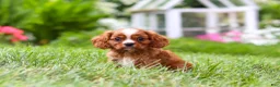 Cavalier King Charles Spaniel dogs for sale: Ollie - Ad 1