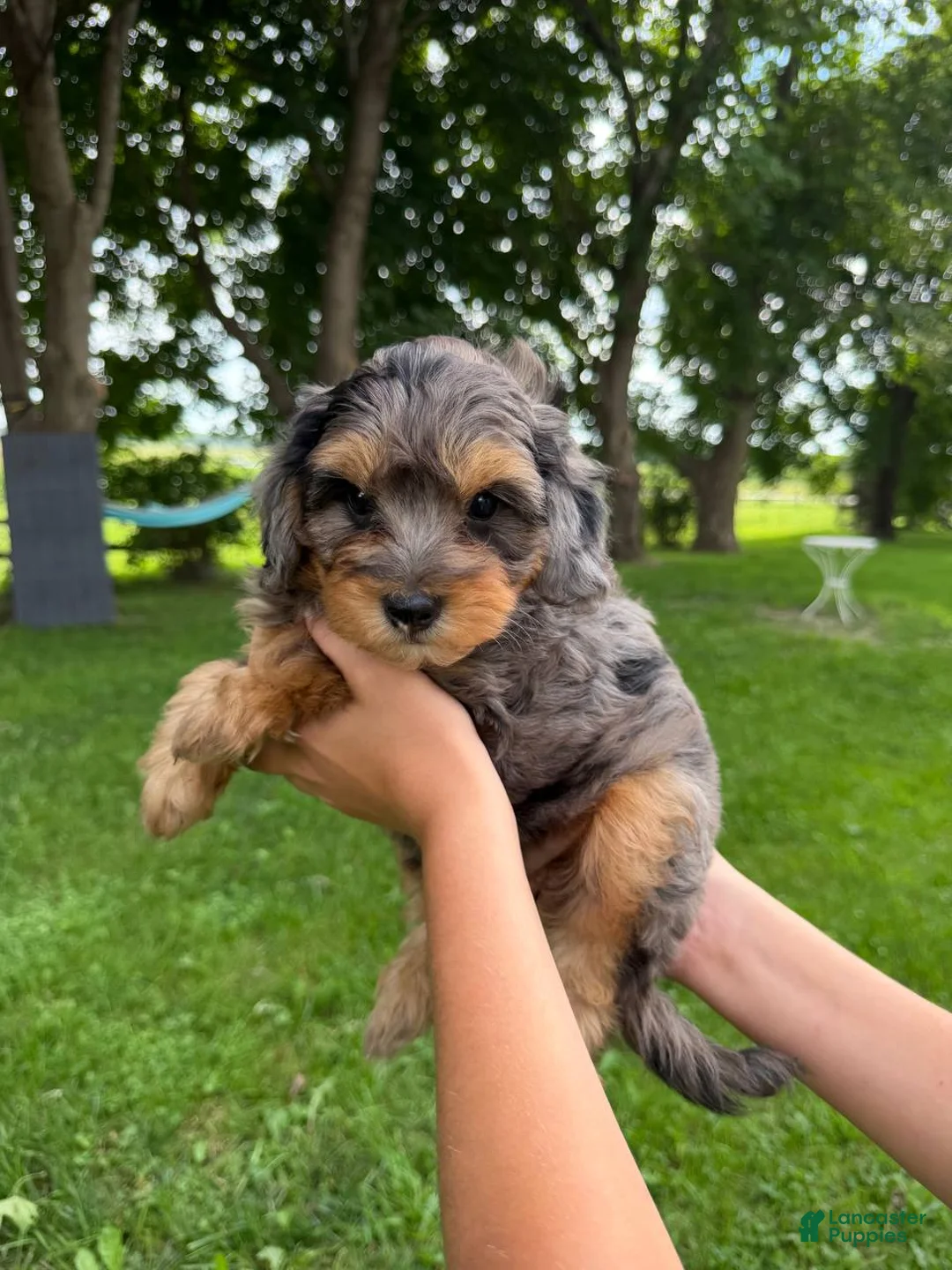 Mini Aussiedoodle dogs for sale: Iris - Ad 4