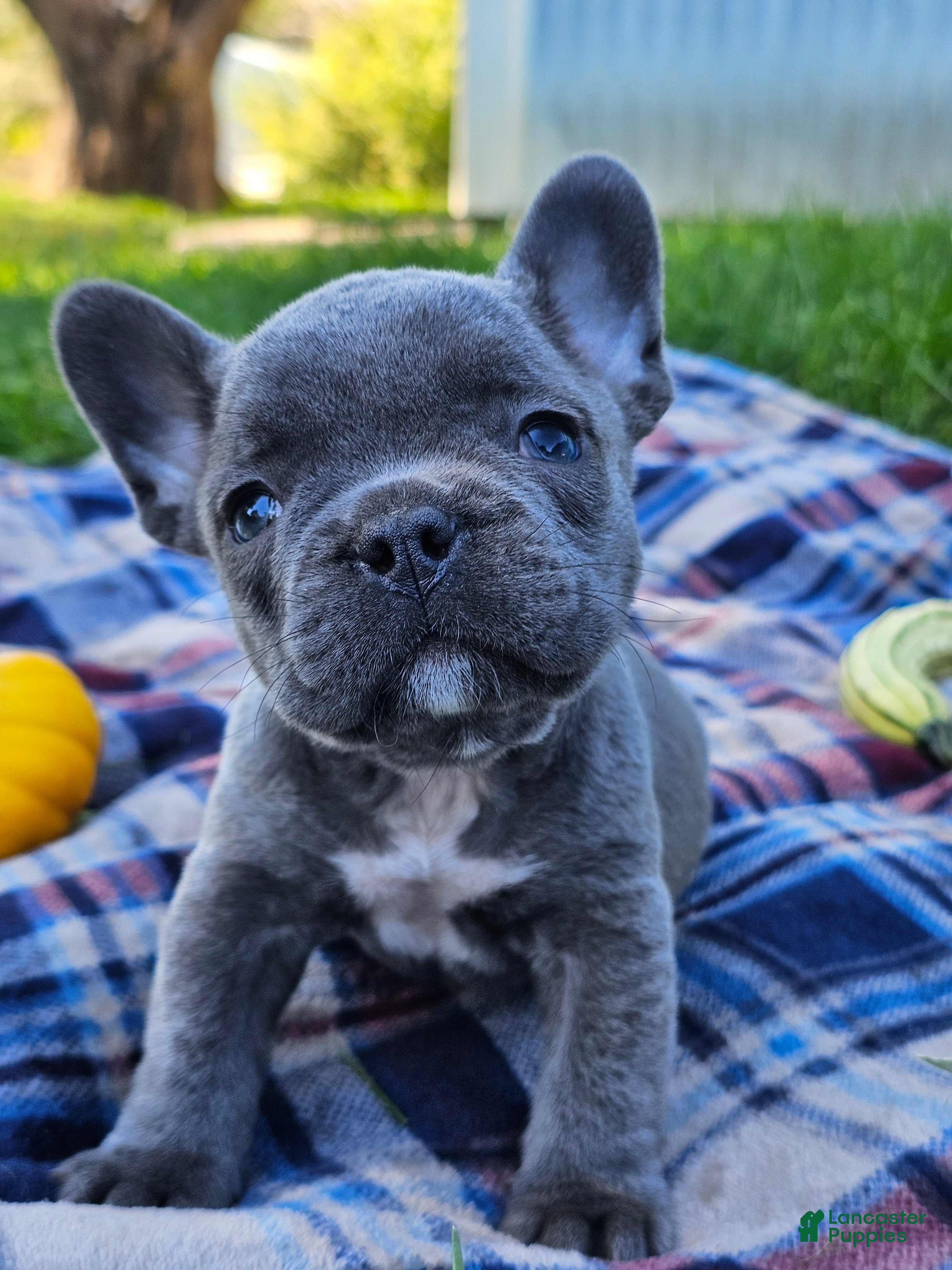French Bulldog dogs for sale: Pippin - Ad 6