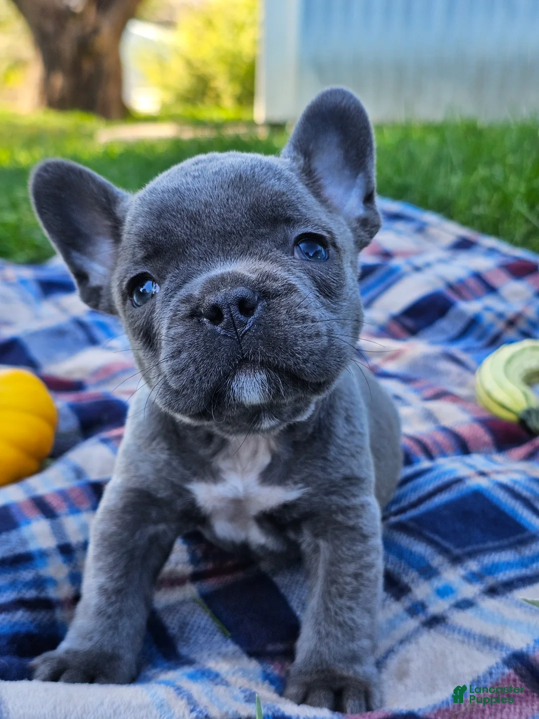 French Bulldog dogs for sale: Pippin - Ad 1
