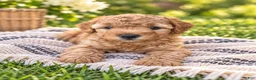 Mini Goldendoodle dogs for sale: Scarlett - Ad 1