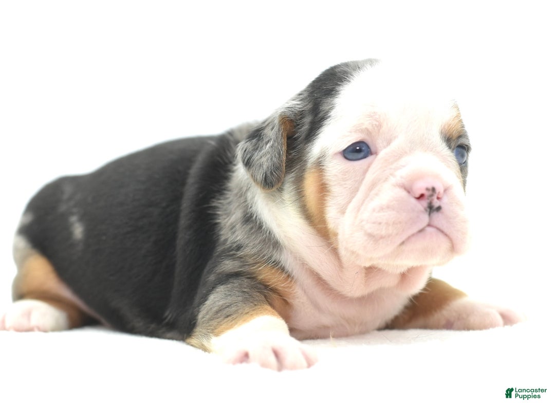 Mixed Breed dogs for sale: Rosie Merle koi pattern  - Ad 2