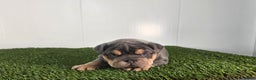 Olde English Bulldogge dogs for sale: Bella  - Ad 3