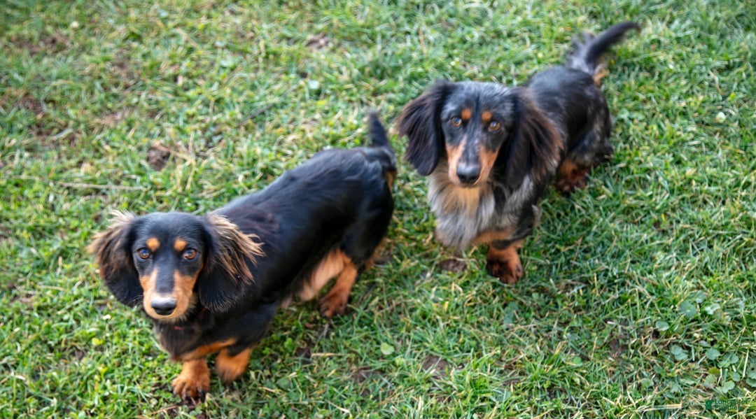 Miniature Dachshund dogs for sale: Stubby - Ad 4
