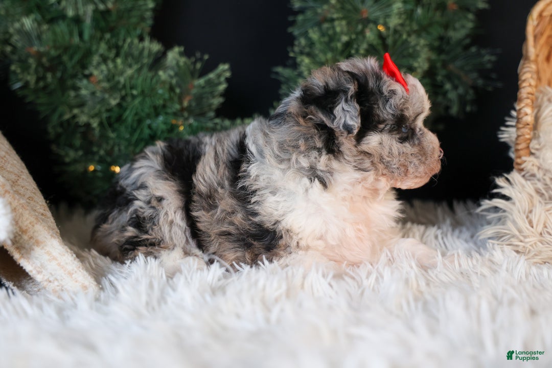 Mini Aussiedoodle dogs for sale: Gloria - Ad 14