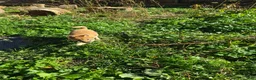 Shiba Inu dogs for sale: Shrimp - Ad 1
