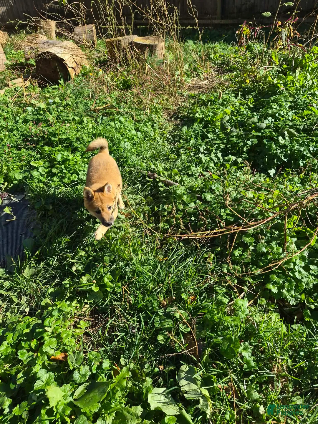 Shiba Inu dogs for sale: Shrimp - Ad 1