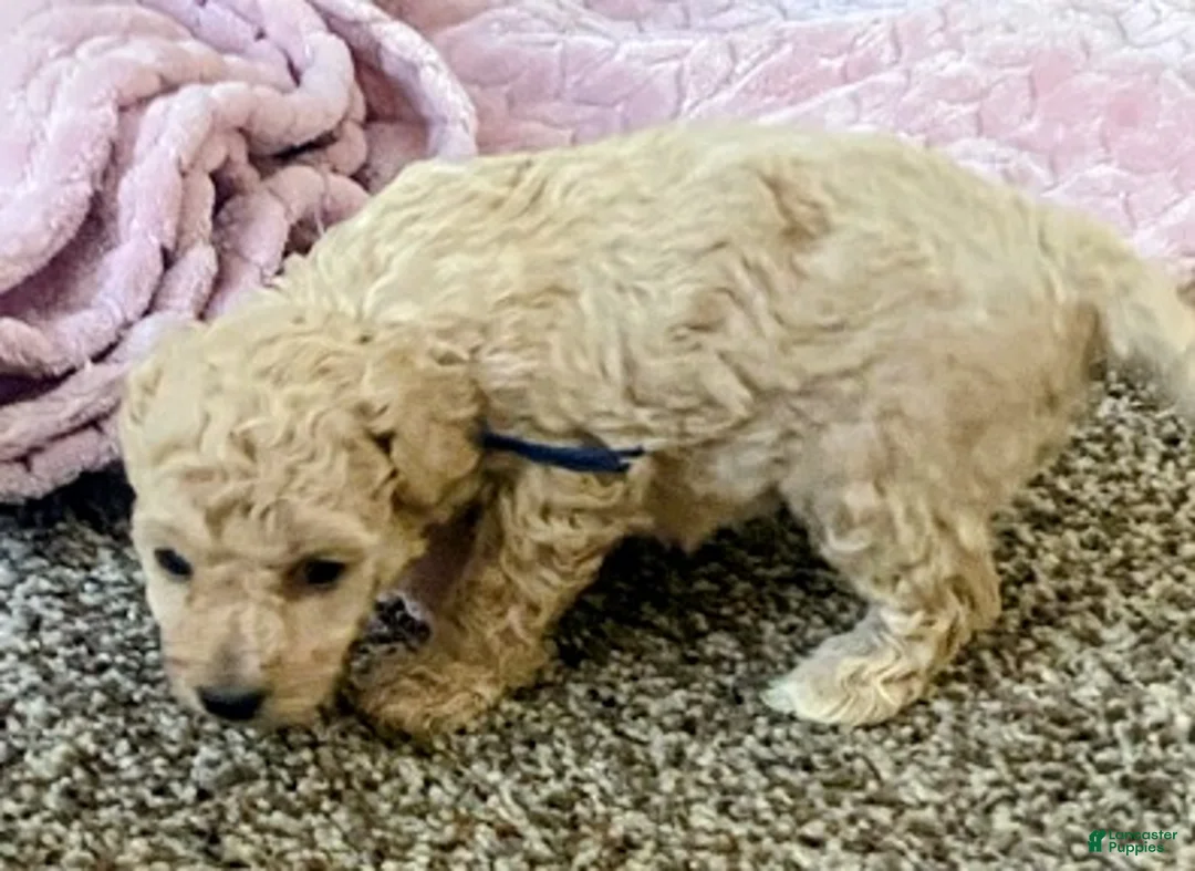 Toy Poodle dogs for sale: SWEET CAMERON  - Ad 9