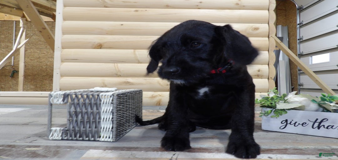 Gallery Image {{count}}