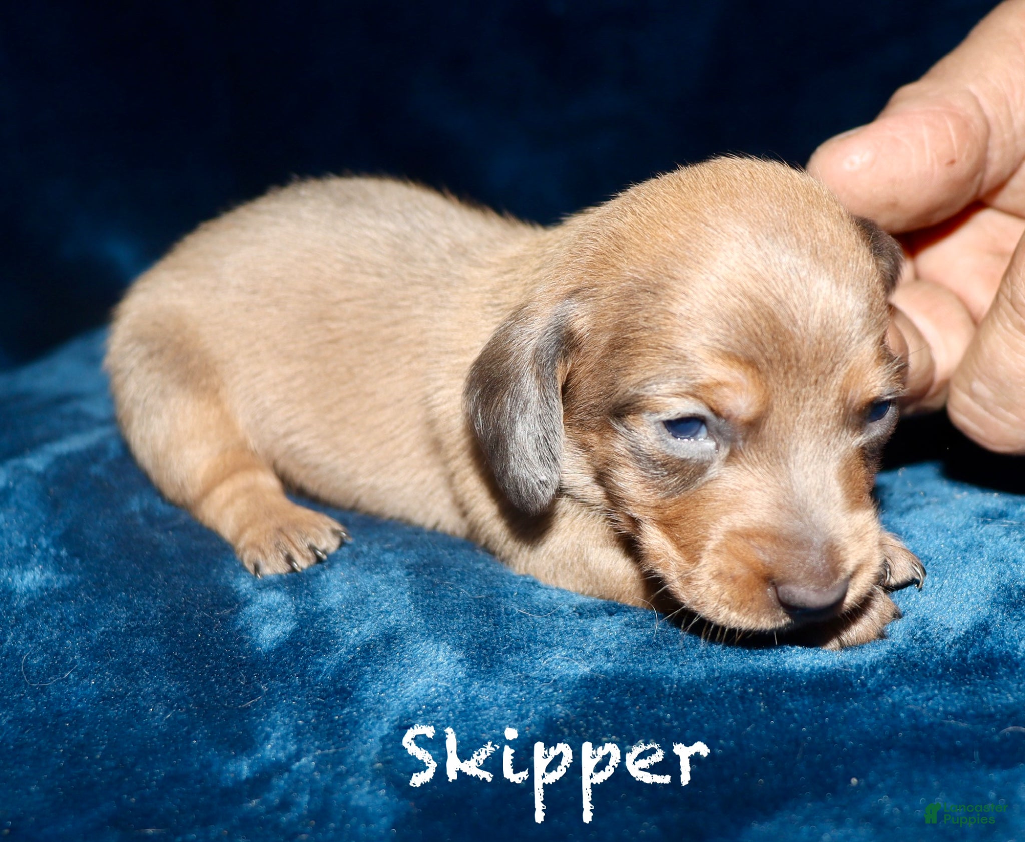 Miniature Dachshund dogs Skipper - Ad 20