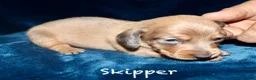 Miniature Dachshund dogs for sale: Skipper - Ad 1