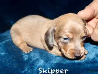 Miniature Dachshund dogs Skipper - Ad 27