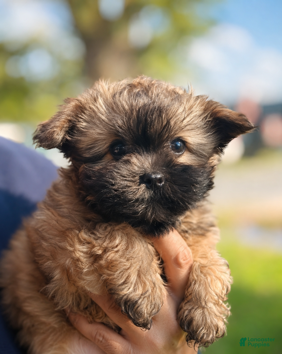 Shihpoo dogs Shihpoo  - Ad 39