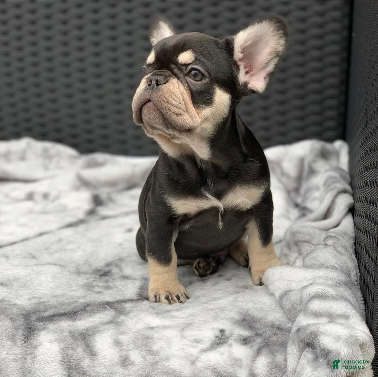 French Bulldog dogs Freddy - Choco Tan French Bulldog Puppy - Ad 42