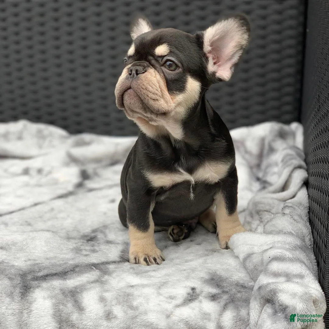 French Bulldog dogs for sale: Freddy - Choco Tan French Bulldog Puppy - Ad 1