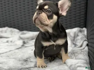 French Bulldog dogs Freddy - Choco Tan French Bulldog Puppy - Ad 42