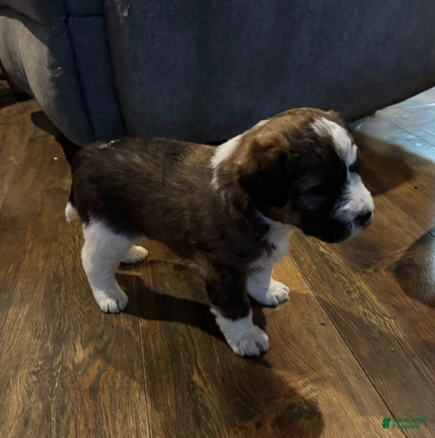 Mixed Breed dogs Nancy girl - Ad 35