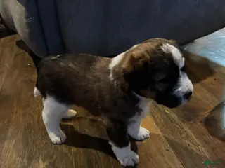 Mixed Breed dogs Nancy girl - Ad 35