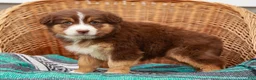Australian Shepherd dogs for sale: Macy - Ad 6